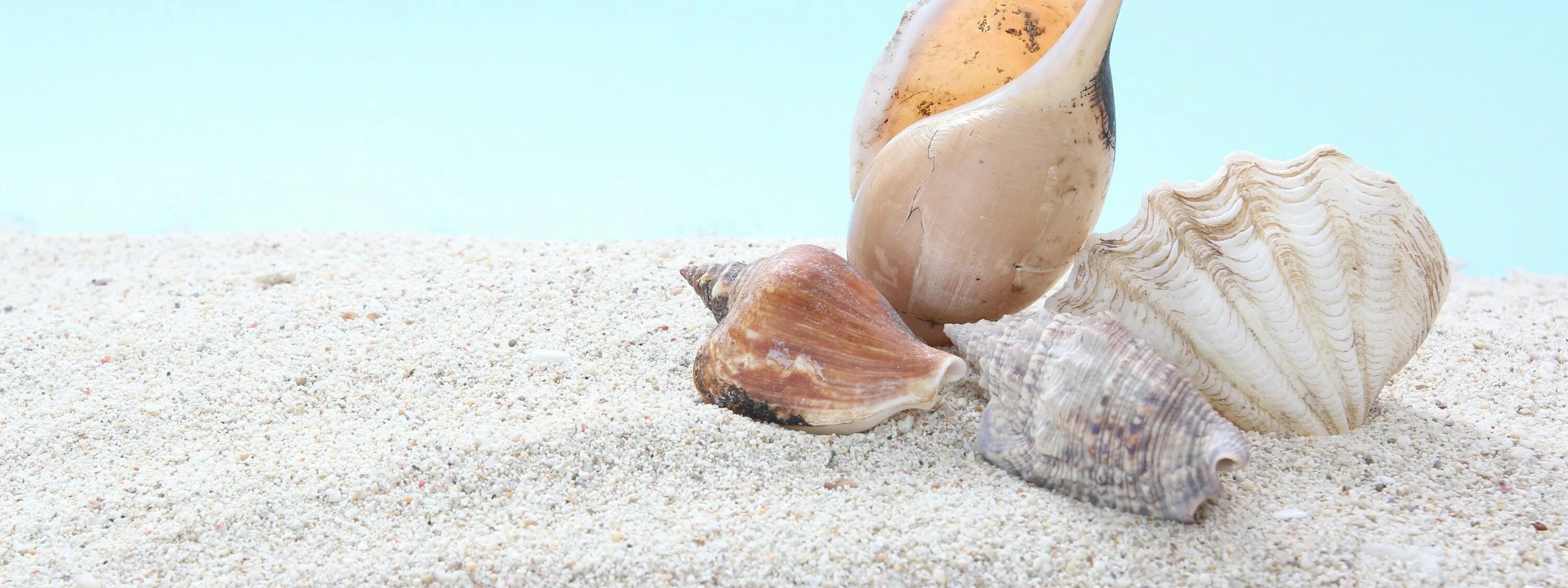 Поза ракушка. Поза морская Ракушка. Морские фисташки моллюск. Ракушки на песке на фоне моря. Раковина песочного цвета морская.