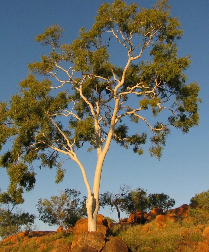 Эвкалипт растет в россии. Карри дерево Австралии. Австралийский эвкалипт. Эвкалипт в Австралии. Эвкалипт царственный Тасмания.