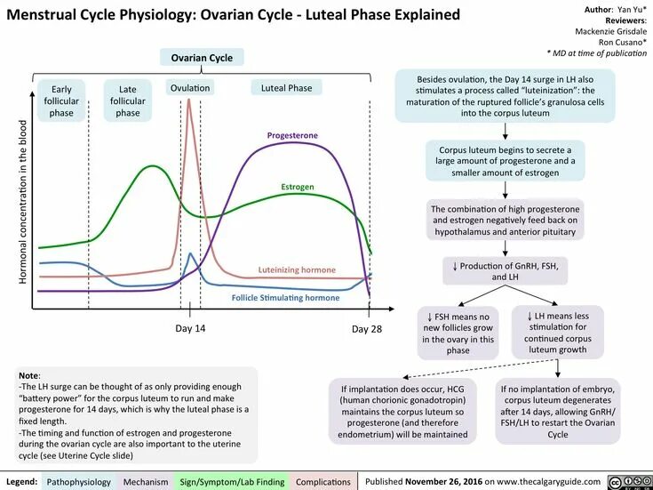 Почему сдвигается цикл. Menstrual cycle. ovarian-menstrual cycle. менструальный цикл схема. menstruation phase of the menstrual cycle.