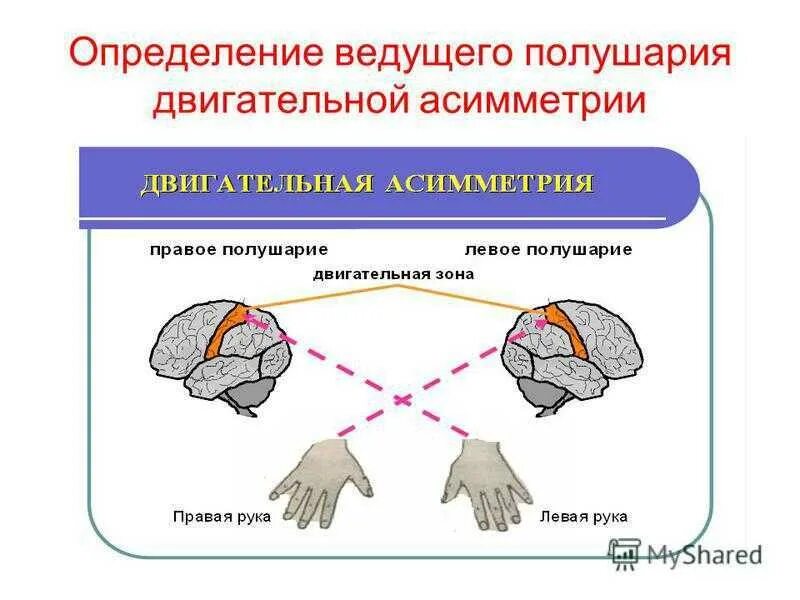 Как узнать какое полушарие. Определение ведущего полушария мозга. доминирующее полушарие головного мозг. определить ведущее полушарие. определение доминирующего полушария головного мозга.