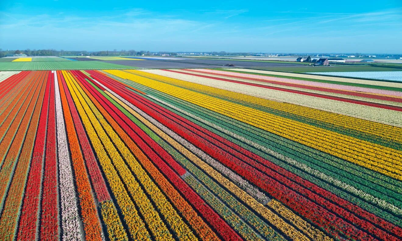 Где тюльпановые поля. Амстердам тюльпановые поля. Поля тюльпанов в Лиссе. Голландия тюльпановые поля мельница. Lisse тюльпановое поле в lisse.