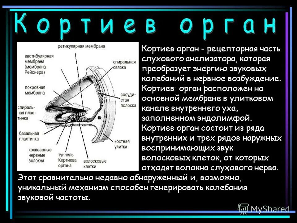 Кортиев орган слуха. Внутреннее ухо Кортиев орган. Строение Кортиева органа. Слуховой анализатор Кортиев орган. Кортиев орган внутреннего уха анатомия.