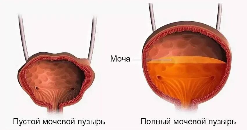 Мочевой пузырь – vesica urinaria. Мочевой пузырь анатомия синельников. Внутри мочевого пузыря. Строение мочевого пузыря у женщин. Внутри мочевого пузыря.
