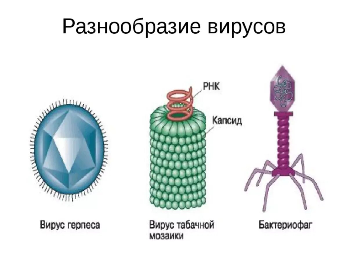 Вирусы отличает. Строение вируса биология 5. Вирусы строение рисунок биология. Вирус герпеса вирус табачной мозаики бактериофаг. Строение вируса 5 класс биология рисунок.