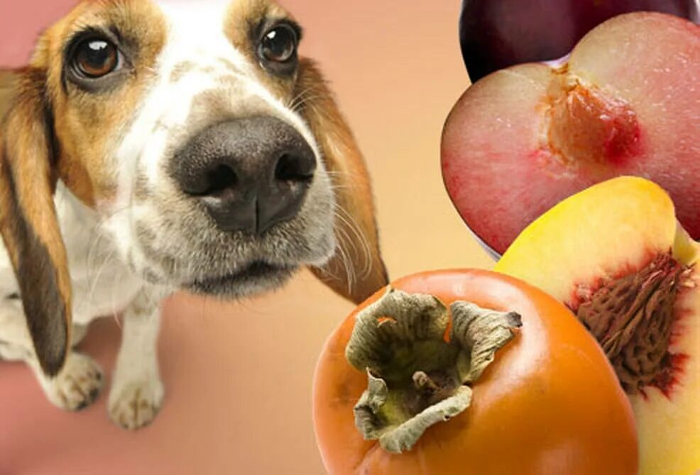Можно собаке давать фрукты. Собака ест овощи и фрукты. Овощи для собак. Животные фрукты. Собака персик.