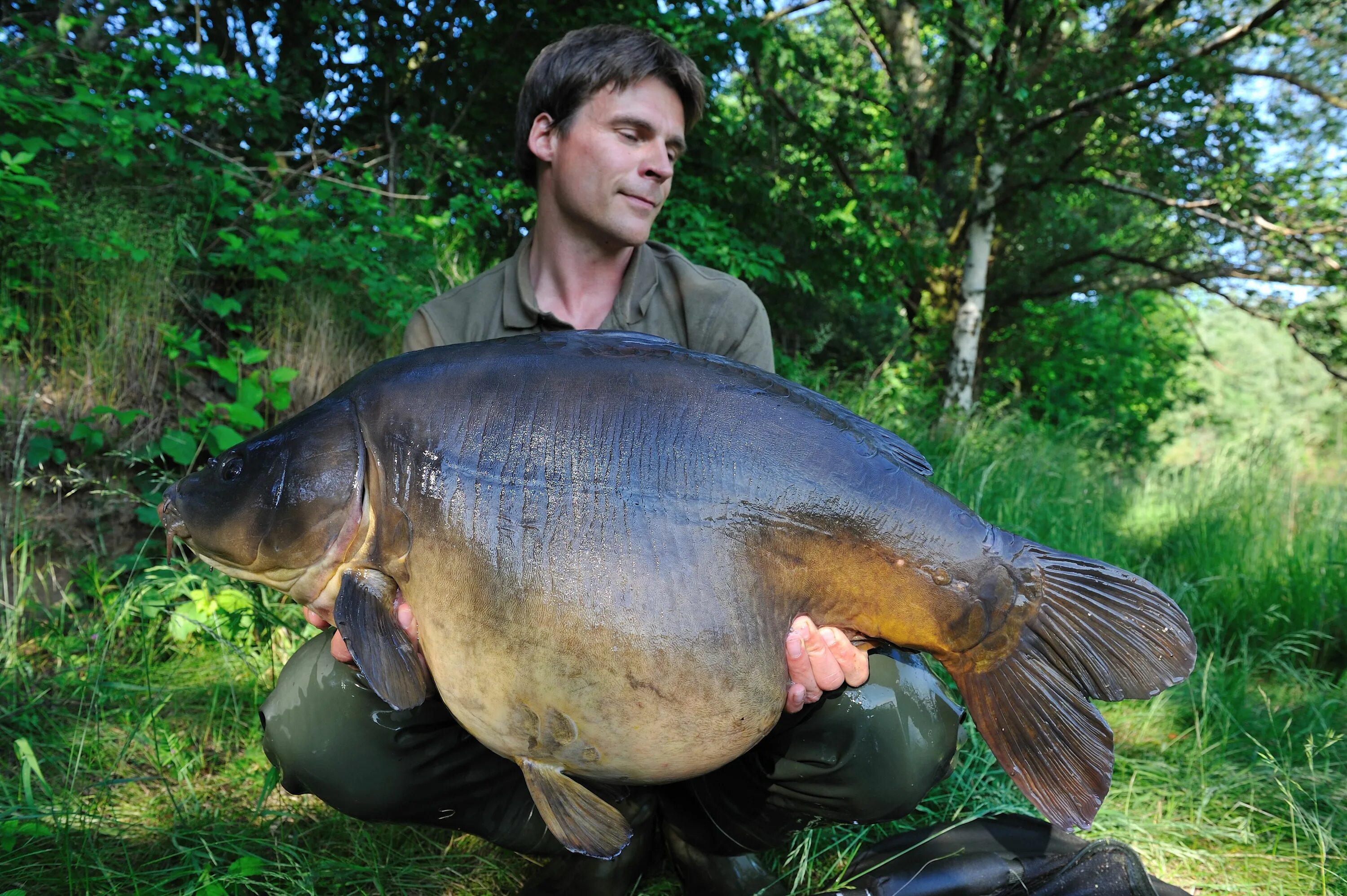 Carp карп. Нивчанский карп. карпфишинг зеркальный карп. горбатый зеркальный карп. горбатый сазан.