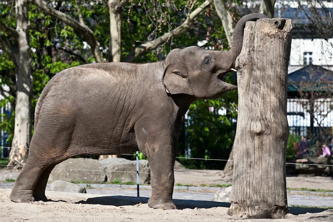 Берлинский зоопарк Берлин. Берлинский Зоологический сад (Berlin Zoological Garden). Берлинский зоопарк животные. Берлинский Зоологический сад (Berlin Zoological Garden) вид сверху.