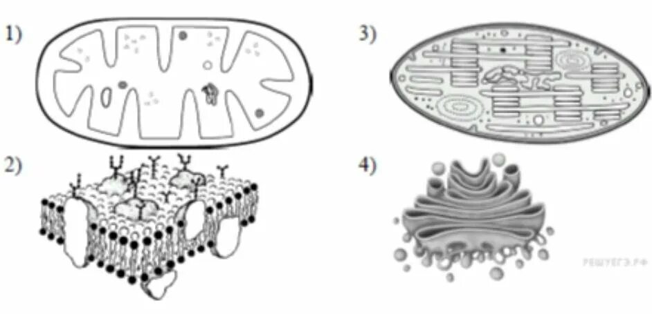 Рассмотрите изображение клетки и выполните задания. Митохондрии органоид ЕГЭ. Строение хлоропласта ЕГЭ биология. Рисунки органоидов клетки ЕГЭ по биологии. Метохондриябиология 10 класс органоиды клетки.