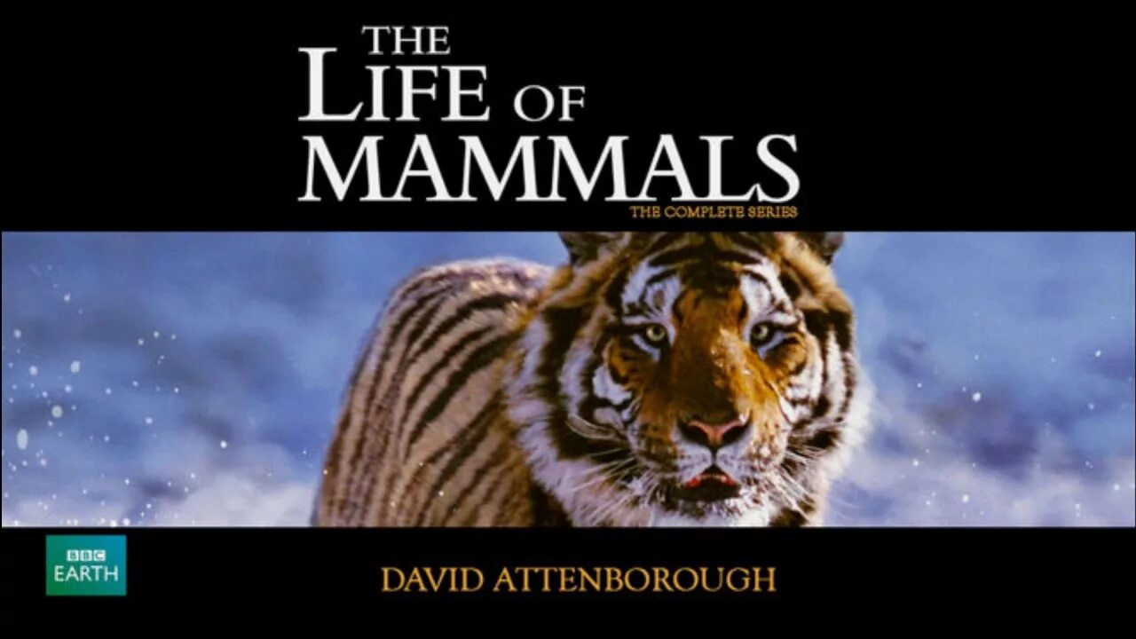 Mammals and land bridges /. Mammal on earth перевод. Ледниковый период комиксы журнал. Mammal on earth перевод. "животные".