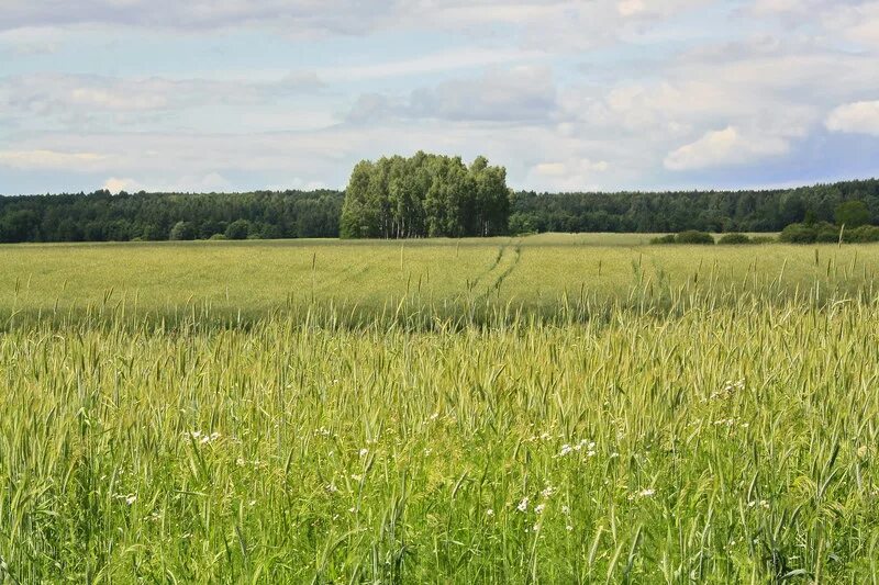 Полюшка моя родники. Полюшка моя родники. Мой родник. Полюшка моя родники. Эмблема русское поле.