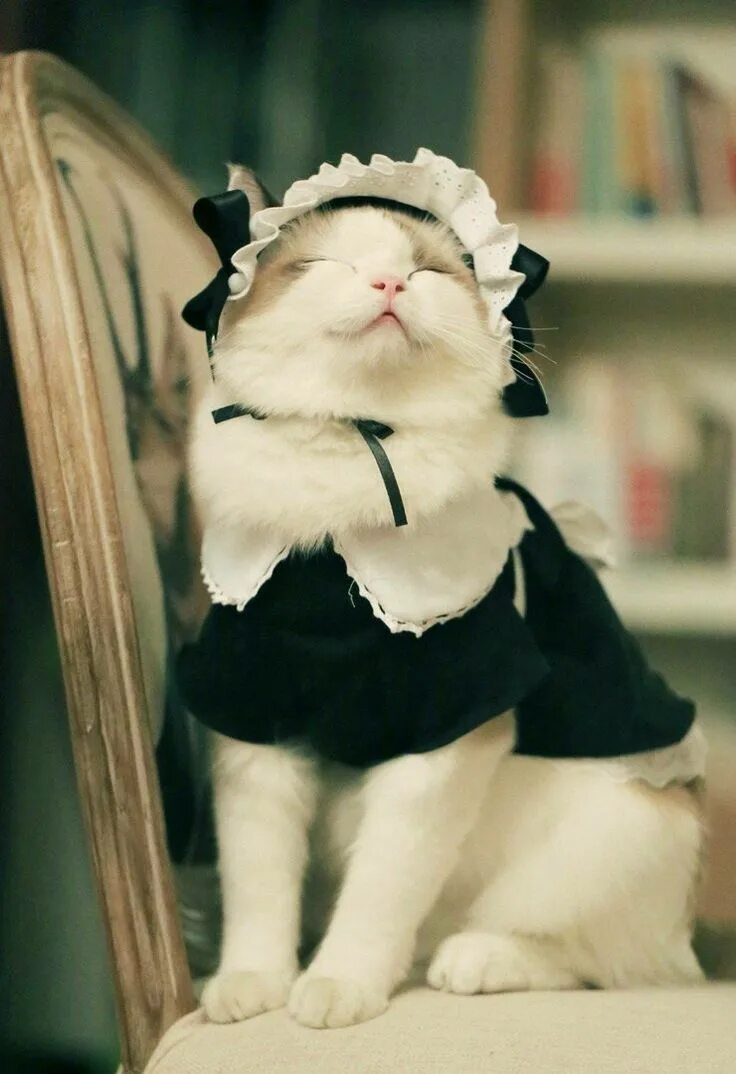 Строго милый. Кот в костюме. милый котик в костюме. костюм кошки. кот в костюме горничной.