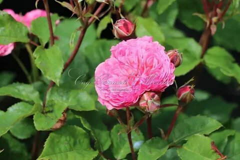 Rose hurt