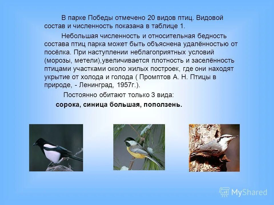Птицы и их составы. Видовой состав птиц. птицы владивостока. монография. орнитофауна города. орнитофауна лосиноостровского.