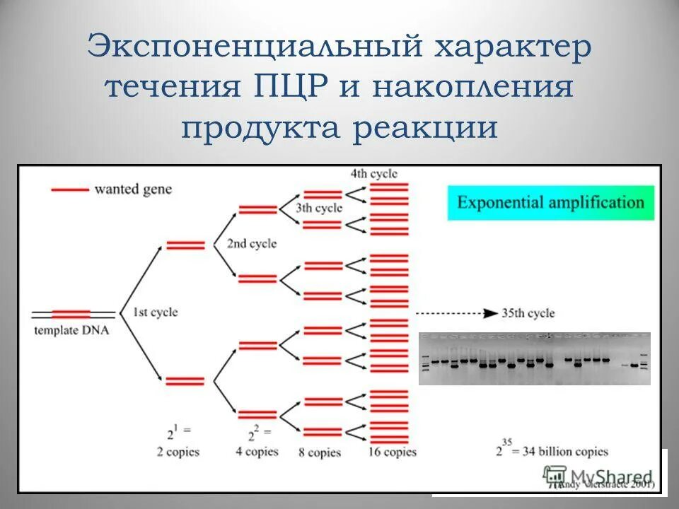 Пцр материал для исследования. Муллис пцр. Применение методов полимеразной цепной реакции. Применение пцр. Области применения пцр.