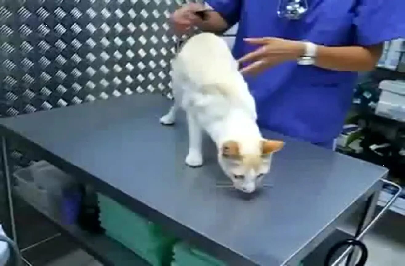Как успокоить кошку без кота. Обездвижить кота. кот с прищепкой на загривке. кот успокаивает кота гиф. кот гифка ветеринар.