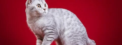 Белый красный кот