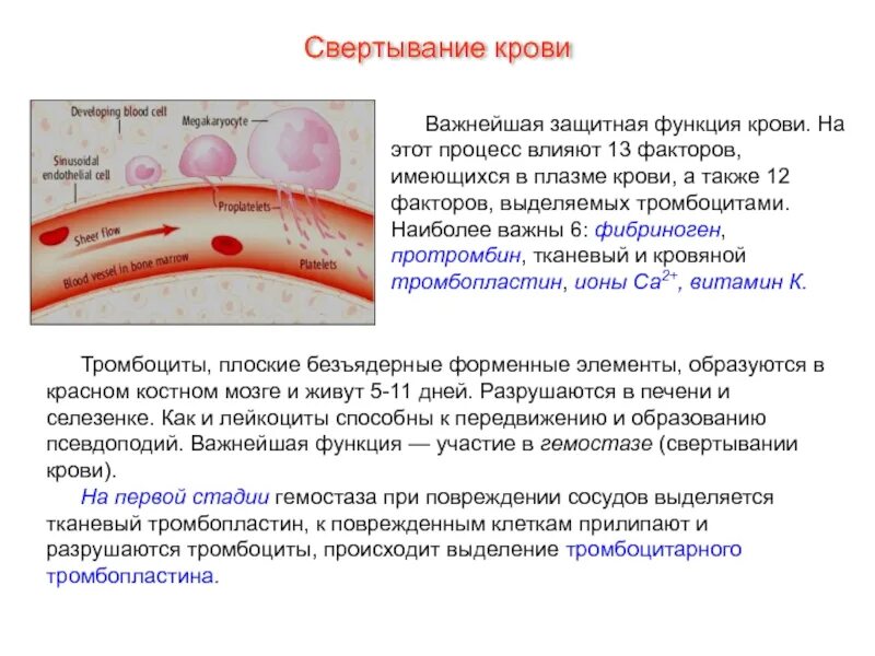 Почему происходит свертывание. Функция крови свёртывание крови. свертываемость крови функция. тромбоциты функция свертывание крови. процесс и функция крови.