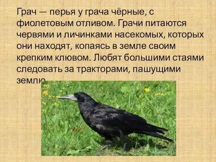 Рассказать о грачах