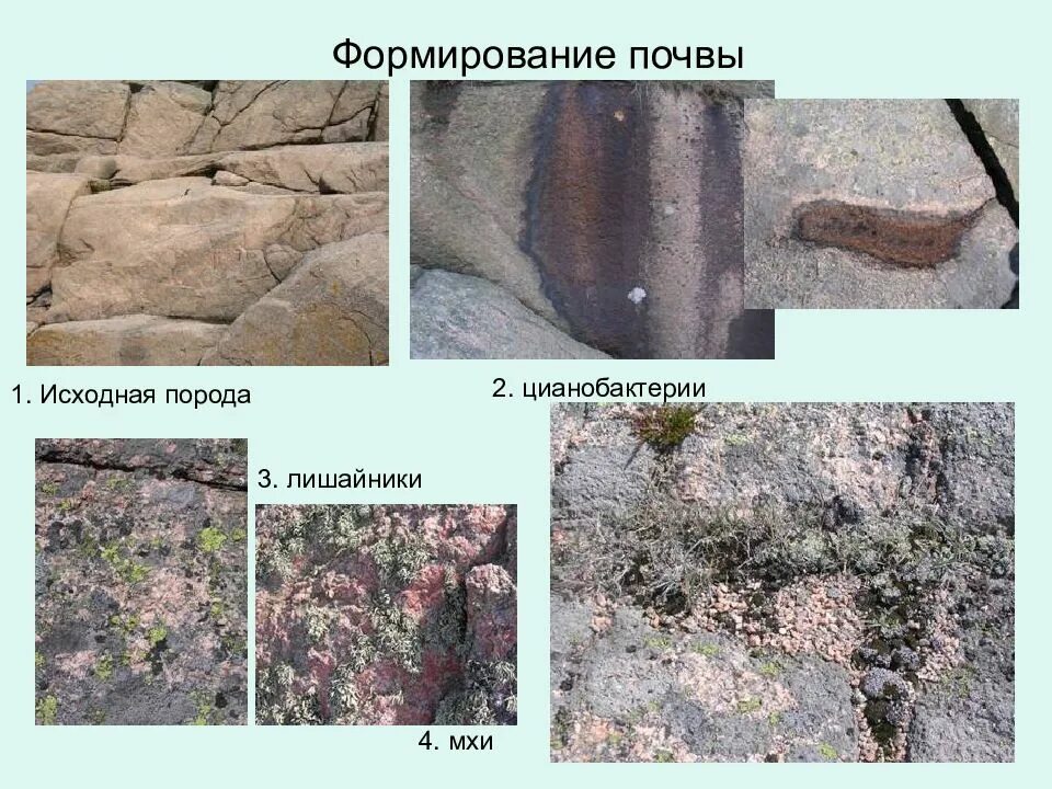 Как формируется почва. Почва формируется. формирование грунта. почвы и их формирование. создание почвы.