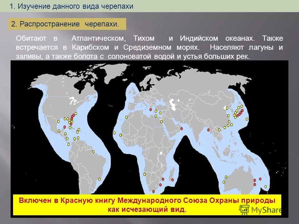 Распространение черепах. Распространение черепах