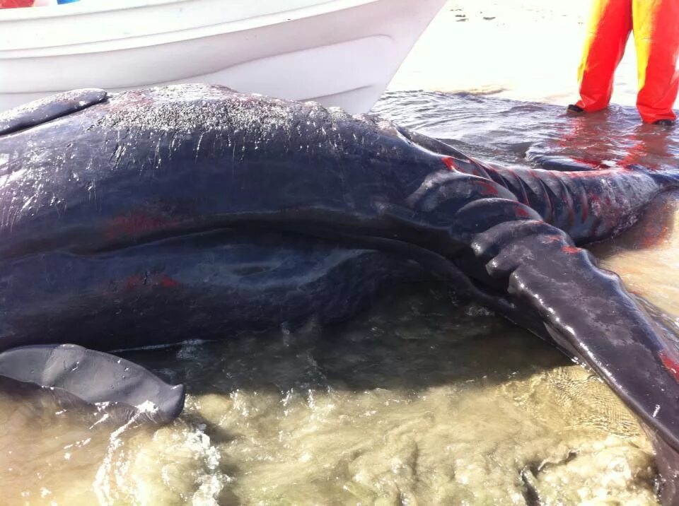 рыба кита видео. морские свиньи морские млекопитающие. китовая акула риф нингалу. горбатый кит. синий кит.