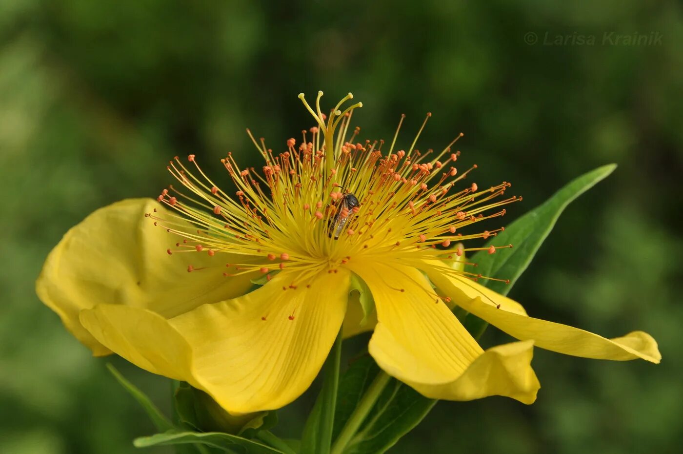 Зверобой большой. Hypericum ascyron. Зверобой Сибирский. Зверобой четырёхкрылый. Зверобой изящный.