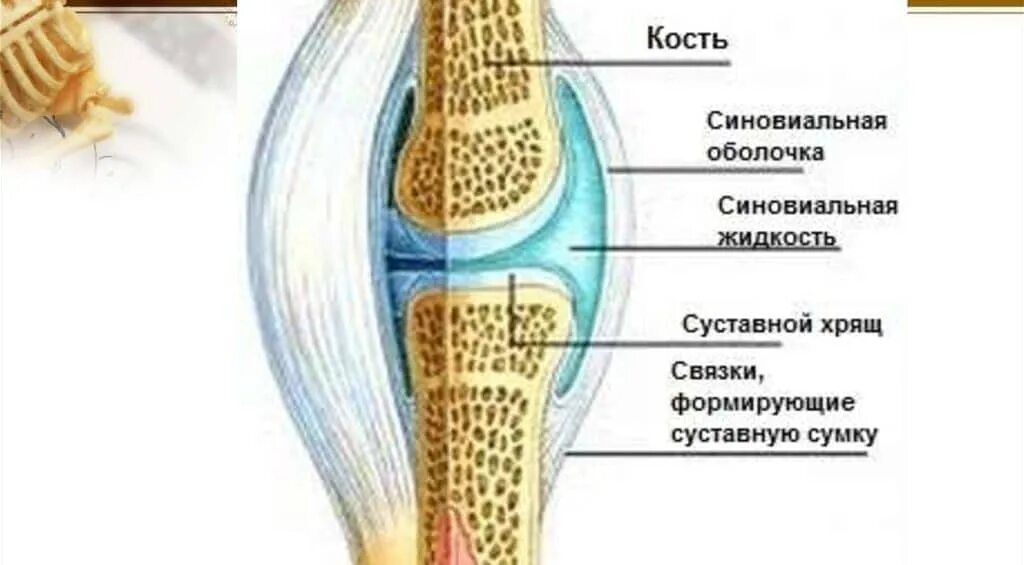 Суставная сумка суставная жидкость. Синовиальная оболочка коленного сустава. Суставная сумка локтевого сустава. Синовиальной оболочки сухожилия колена.