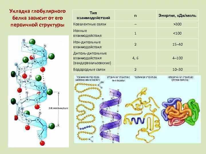 Структура глобулярных белков. Первичная структура белка связи. Уровни организации белковой молекулы. Первичная структура белка.