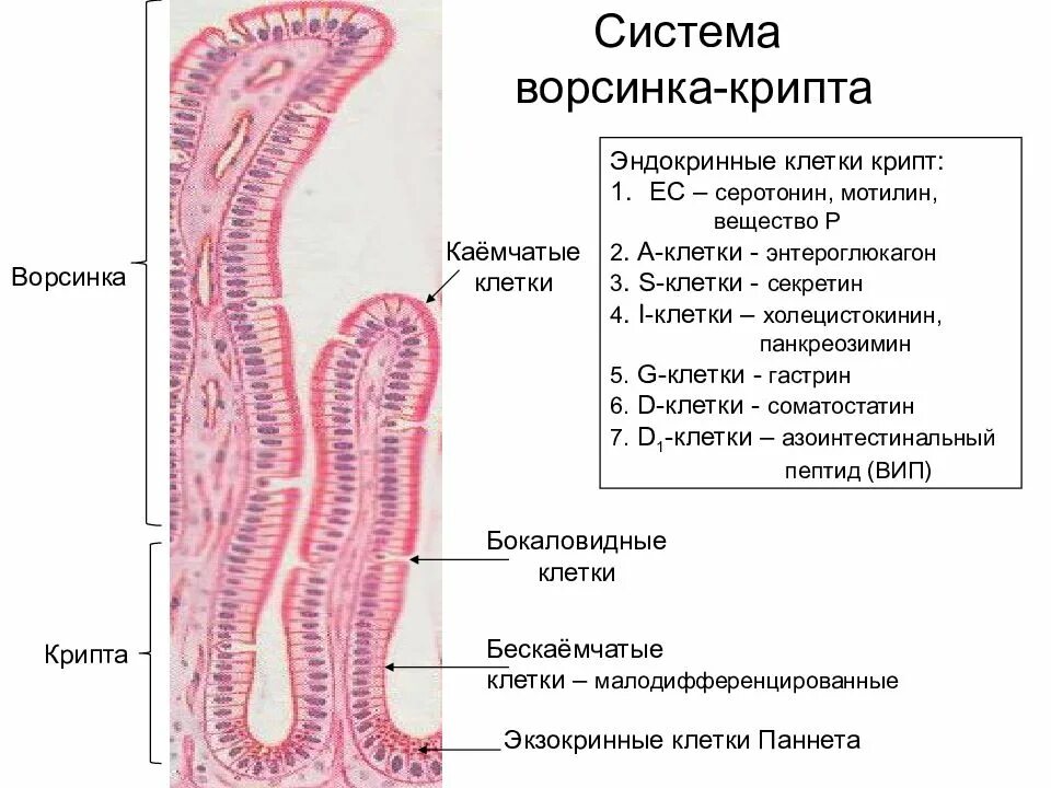 Какая ткань в кишечнике