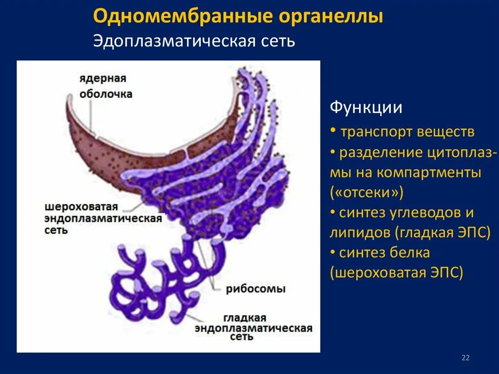 Синтез белков органелла. ЭПС делит клетку на КОМПАРТМЕНТЫ. Органелла синтезирование и транспорт веществ. КОМПАРТМЕНТЫ ЭПС.