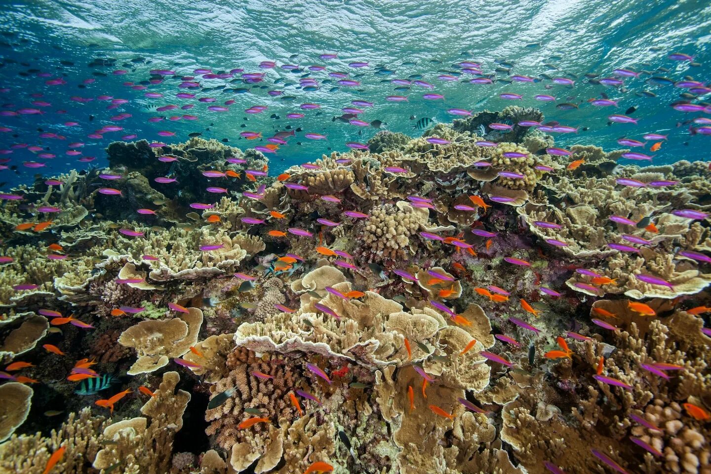 Большой барьерный риф ответ. Great Barrier Reef Marine Park. Австралия риф. Австралийский Барьерный риф. Great Barrier Reef Marine Park Australia.