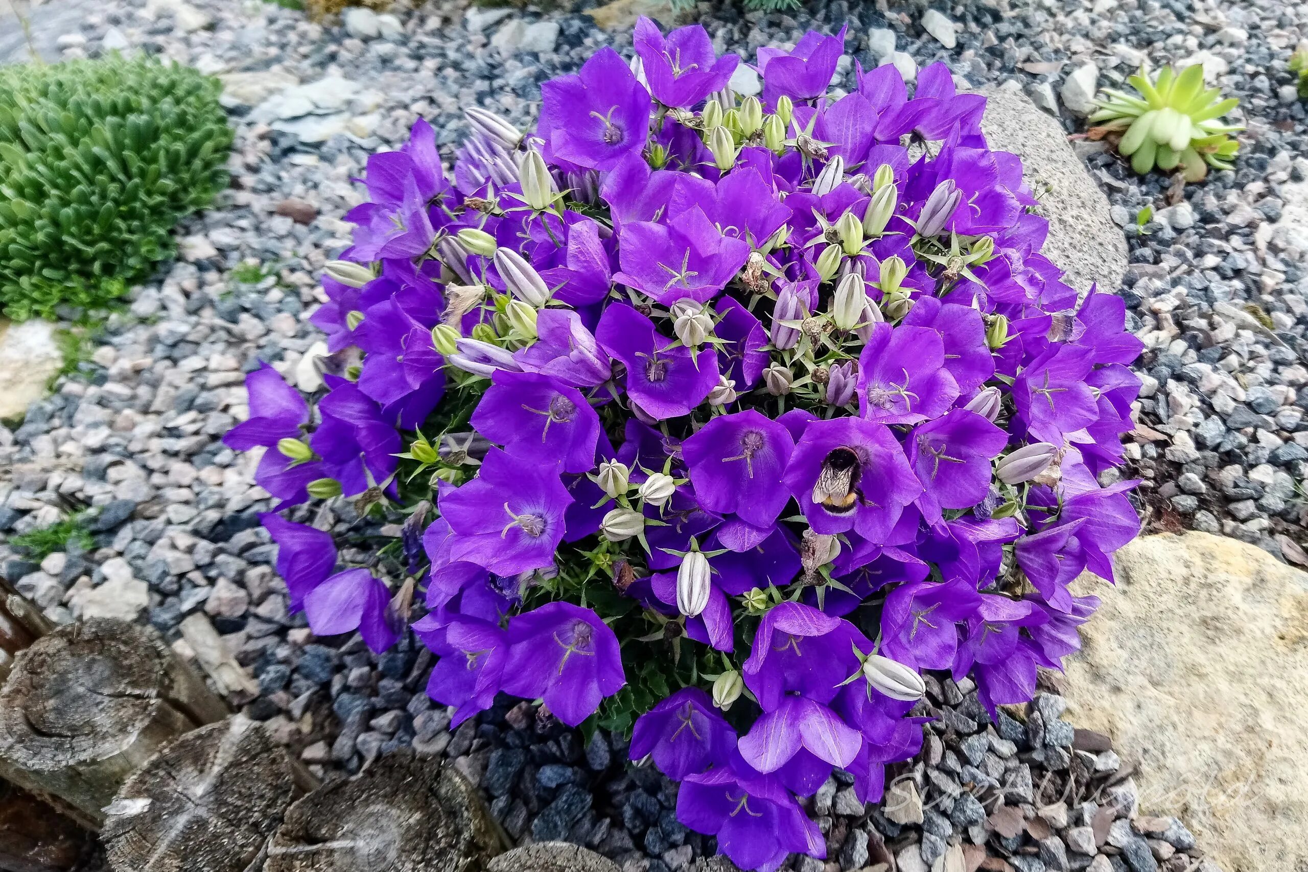 Колокольчик карпатский (campanula carpatica). Колокольчик карпатский голубой. Колокольчик карпатский блю клипс. Кампанула карпатский колокольчик. Колокольчик карпатский (campanula carpatica).