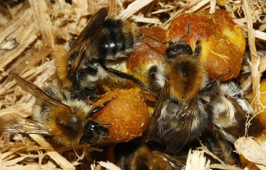 Где живут шмели. Bombus Шмель гнездо. Шмелиная матка гнездо. Шмелиный улей. Шмель и Шмелиная матка.