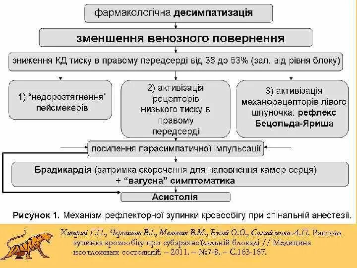 Бецольда Яриша. Рефлекс Бецольда Яриша. Рефлекс Бецольда-Яриша при инфаркте. Эфферентное влияние рефлекса Бецольда-Яриша:.