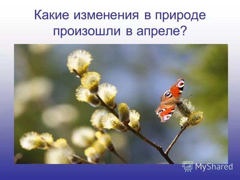 Весенние изменения в природе. Какие изменения происходят весной в природе. Изменения в неживой природе влияют на живую природу. Апрель изменения в природе. Признаки весны.