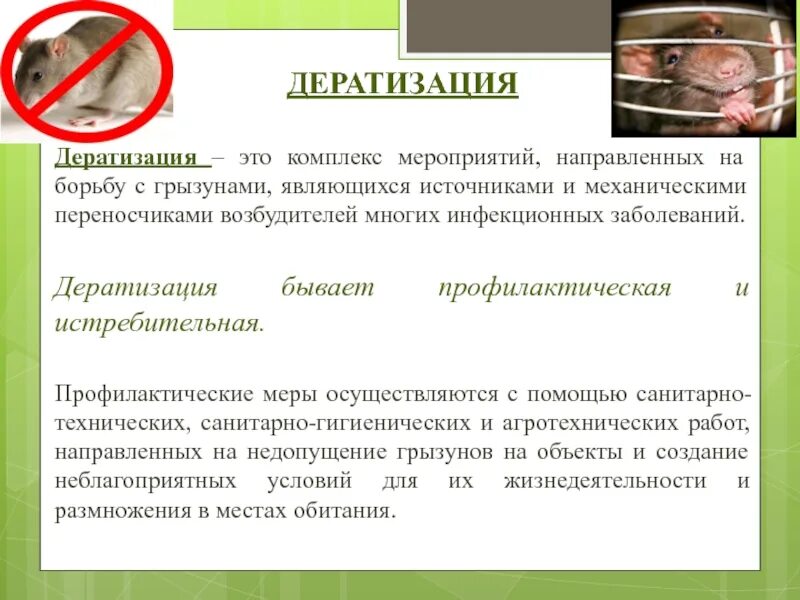 Комплекс по уничтожению грызунов называется. Дератизация профилактика. дератизация это комплекс мероприятий. правила проведения дезинсекции и дератизации. дератизация это комплекс мероприятий направленных.