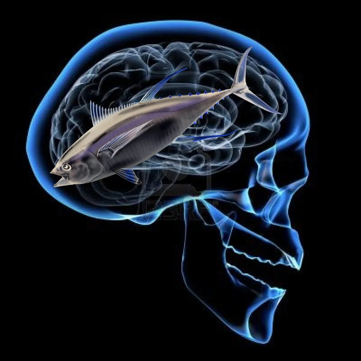 Brain fish. Донные рыбы мозг. Мозг акулы. Мозг рыбы картинка. Brain Fishing логотип.