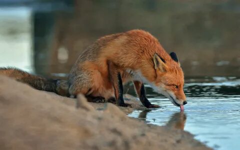 Wet foxes