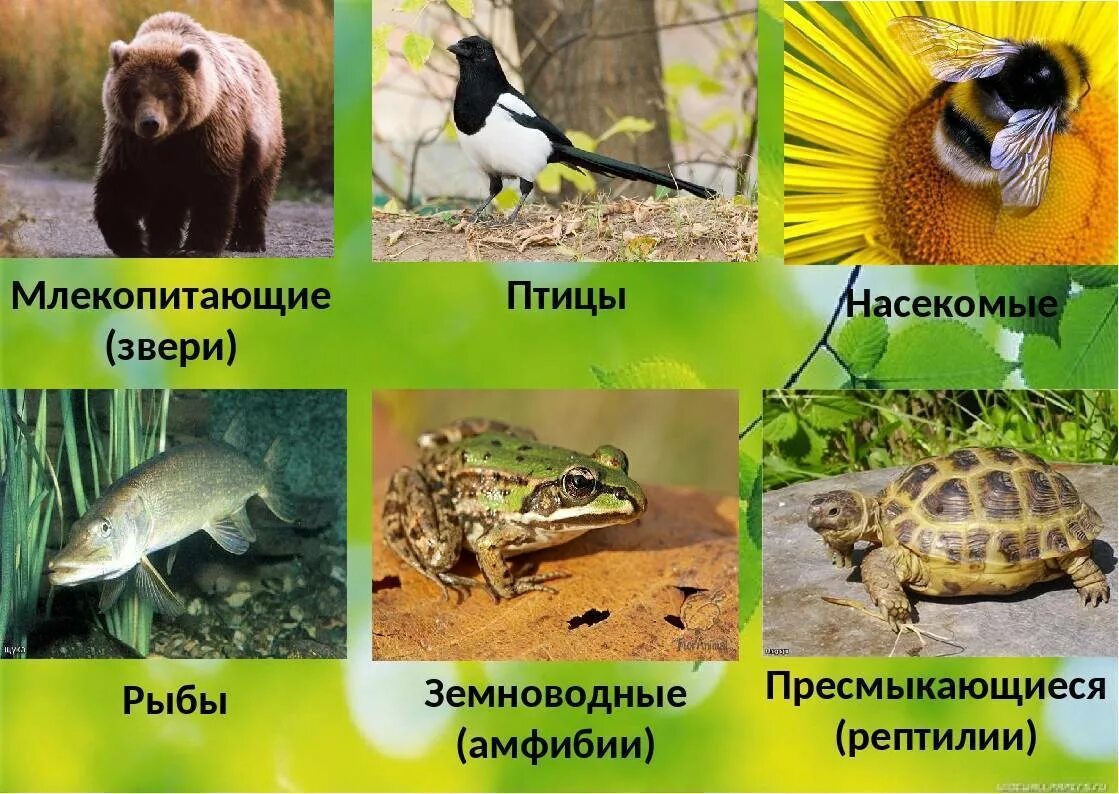 Животный мир группы. Млекопитающие и пресмыкающиеся и земноводные. Земноводные млекопитающие. Птицы земноводные рыбы насекомые это животные. Амфибия млекопитающие.