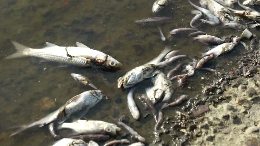 Знаменитый Волжский осетр отравленный загрязненный водой. Дохлая рыба аквакультура. К чему снятся мертвые рыбы в воде