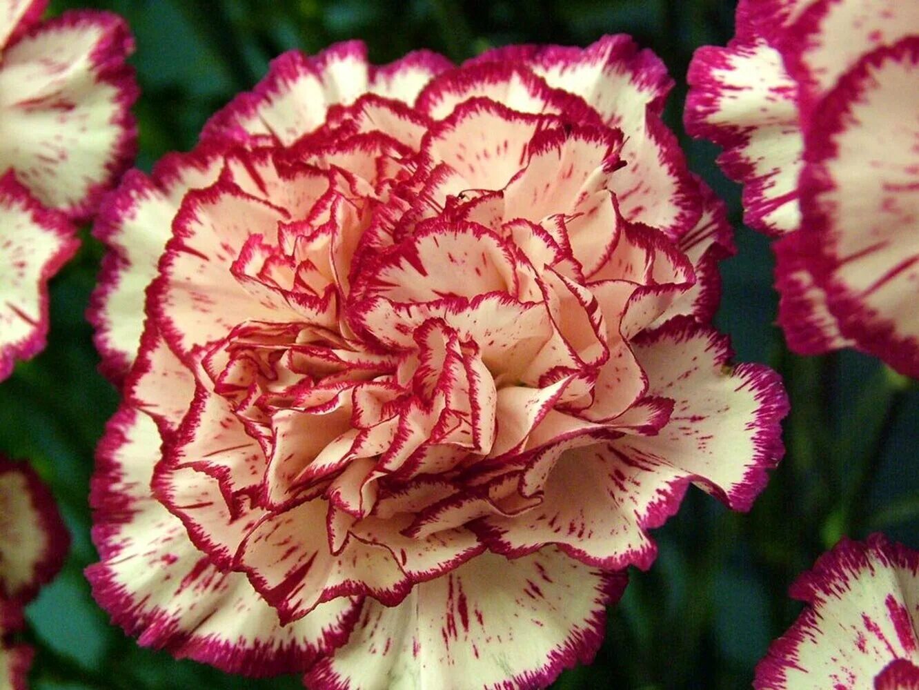 Гвоздики. Dianthus caryophyllus. Гвоздика цветок. Диантус цветы. Гвоздика Carnation.