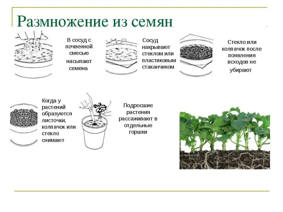 Практическая работа технологии выращивания растений. Размножение семенами схема. Размножение семенных растений схема. Способы размножения растений семенами. Размножение отводками комнатных растений.