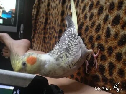 Как отличить пол кореллы