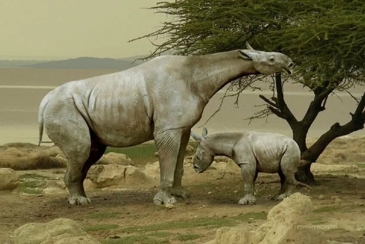 Первые настоящие наземные животные. Гигантский носорог Индрикотерий. Безрогий носорог – индрикотерия. Палеоген Индрикотерий. Парацератерий и Индрикотерий.