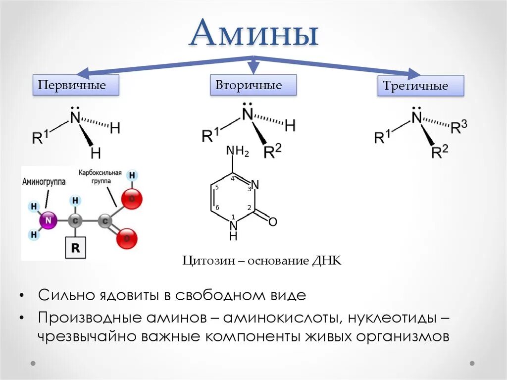 Первичная группа аминов