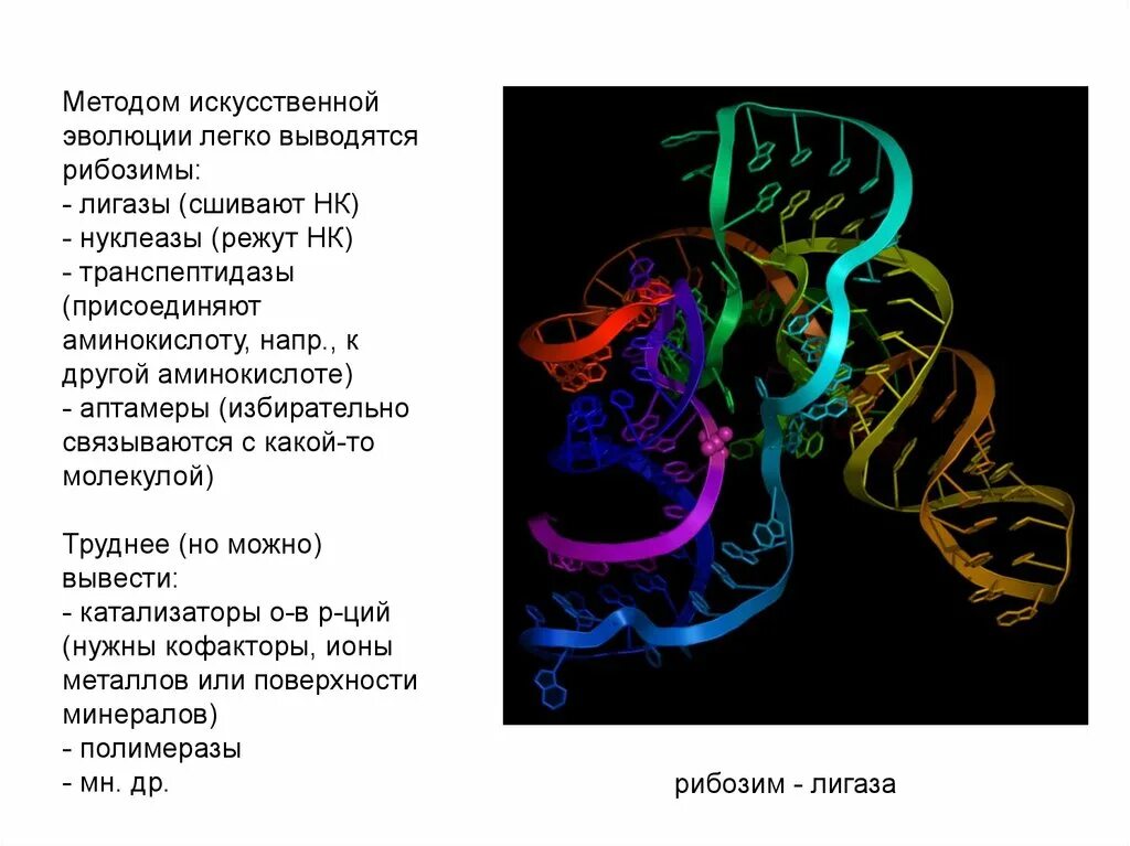 Каталитическая рнк. Ферментативная активность РНК. Рибозимы.. Рибозимы лигазы. Рибозимы строение. Рибозимы биохимия.