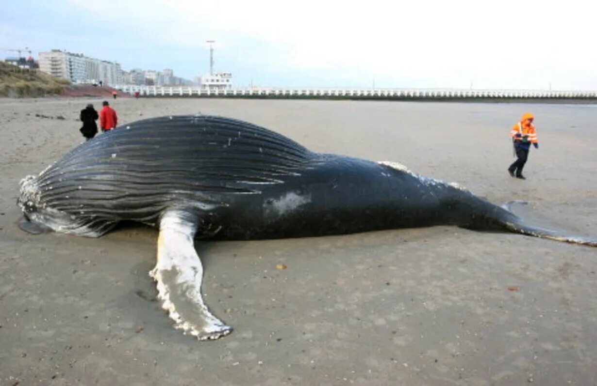 Длинной 6 метров. Балена. Киты 6 метров. Длина кита. Длина кита от хвоста до головы самого большого.