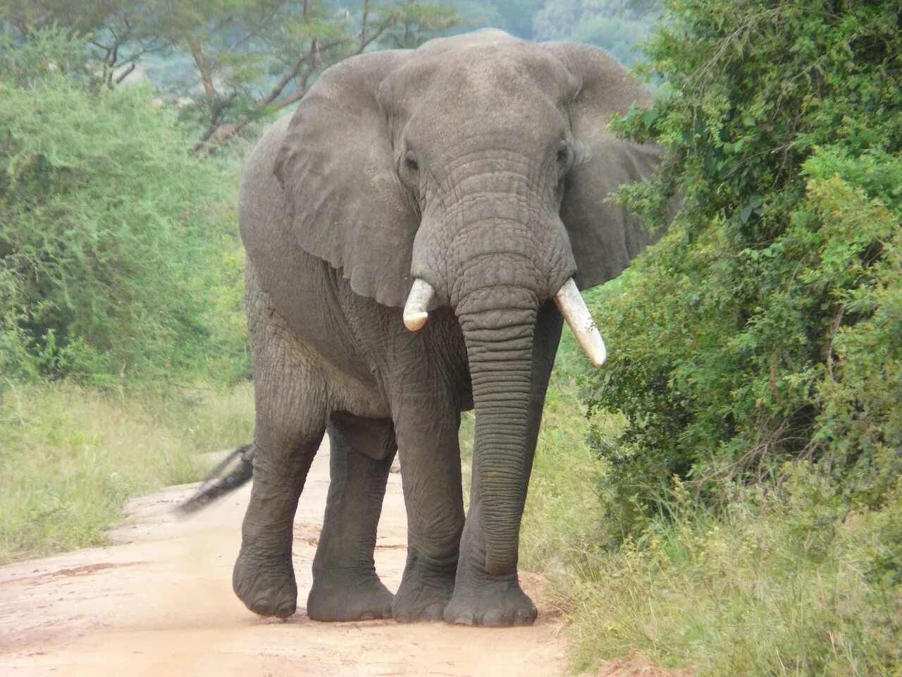 Африканский слон. Африканский саванский слон. Изображение слона. Слон серый. Sister elephant