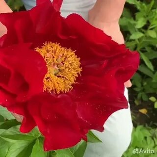 Пион макинак гранд отзывы