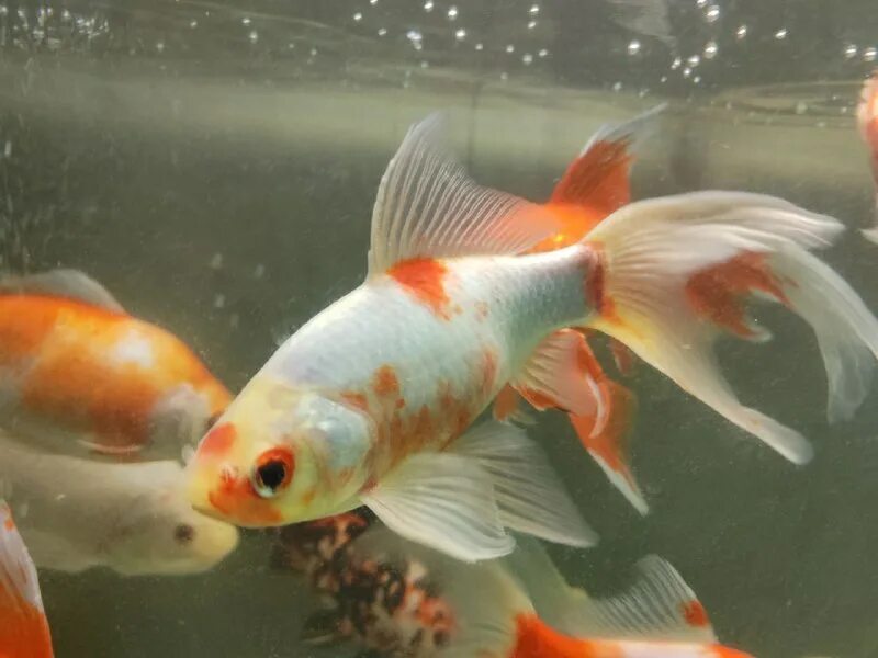 барбусы аквариумные рыбки. меняю рыбку. меняю рыбку. риукин гибрид. меняю рыбку.